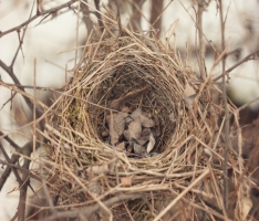 Картинки по запросу фото гнездо воробья